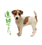 ジャックラッセルテリアのひまわり（個別スタンプ：31）