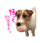 ジャックラッセルテリアのひまわり（個別スタンプ：33）