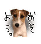 ジャックラッセルテリアのひまわり（個別スタンプ：35）