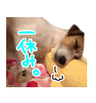 ジャックラッセルテリアのひまわり（個別スタンプ：36）