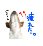 ジャックラッセルテリアのひまわり（個別スタンプ：37）