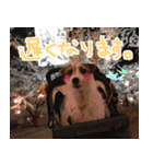 ジャックラッセルテリアのひまわり（個別スタンプ：38）