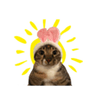 猫ミポの日常（個別スタンプ：1）
