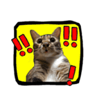 猫ミポの日常（個別スタンプ：3）