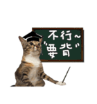 猫ミポの日常（個別スタンプ：6）