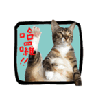 猫ミポの日常（個別スタンプ：7）