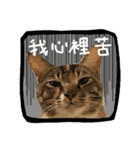 猫ミポの日常（個別スタンプ：8）