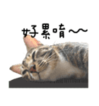 猫ミポの日常（個別スタンプ：9）