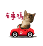 猫ミポの日常（個別スタンプ：12）
