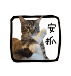猫ミポの日常（個別スタンプ：14）