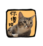 猫ミポの日常（個別スタンプ：15）