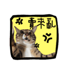 猫ミポの日常（個別スタンプ：16）