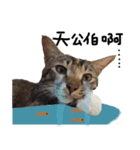 猫ミポの日常（個別スタンプ：17）