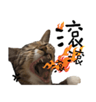 猫ミポの日常（個別スタンプ：18）
