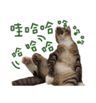 猫ミポの日常（個別スタンプ：19）