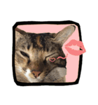 猫ミポの日常（個別スタンプ：21）
