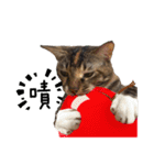 猫ミポの日常（個別スタンプ：23）
