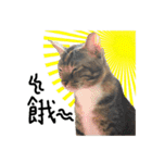 猫ミポの日常（個別スタンプ：24）