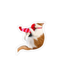 我が家のわんにゃんず（個別スタンプ：5）