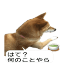 柴犬はちの 俺にも喋らせろ！3.5.8（個別スタンプ：1）