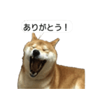 柴犬はちの 俺にも喋らせろ！3.5.8（個別スタンプ：2）