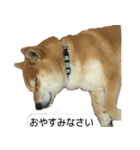 柴犬はちの 俺にも喋らせろ！3.5.8（個別スタンプ：3）