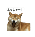 柴犬はちの 俺にも喋らせろ！3.5.8（個別スタンプ：4）