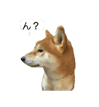 柴犬はちの 俺にも喋らせろ！3.5.8（個別スタンプ：5）