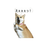 柴犬はちの 俺にも喋らせろ！3.5.8（個別スタンプ：6）