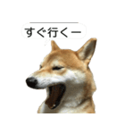 柴犬はちの 俺にも喋らせろ！3.5.8（個別スタンプ：7）