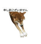 柴犬はちの 俺にも喋らせろ！3.5.8（個別スタンプ：8）