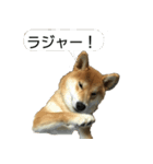 柴犬はちの 俺にも喋らせろ！3.5.8（個別スタンプ：9）