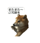 柴犬はちの 俺にも喋らせろ！3.5.8（個別スタンプ：10）