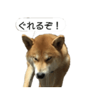 柴犬はちの 俺にも喋らせろ！3.5.8（個別スタンプ：11）