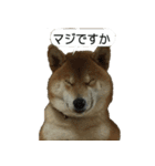 柴犬はちの 俺にも喋らせろ！3.5.8（個別スタンプ：12）