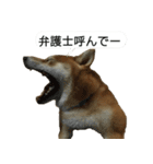 柴犬はちの 俺にも喋らせろ！3.5.8（個別スタンプ：13）