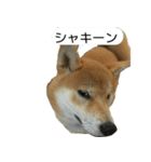 柴犬はちの 俺にも喋らせろ！3.5.8（個別スタンプ：14）