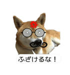 柴犬はちの 俺にも喋らせろ！3.5.8（個別スタンプ：15）