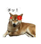 柴犬はちの 俺にも喋らせろ！3.5.8（個別スタンプ：16）