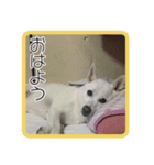 あいけんえあろ（個別スタンプ：1）