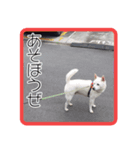 あいけんえあろ（個別スタンプ：2）