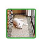 あいけんえあろ（個別スタンプ：3）