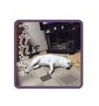 あいけんえあろ（個別スタンプ：4）