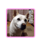 あいけんえあろ（個別スタンプ：5）
