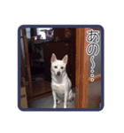 あいけんえあろ（個別スタンプ：6）