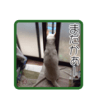 あいけんえあろ（個別スタンプ：7）