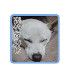 あいけんえあろ（個別スタンプ：8）