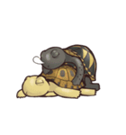 Tortoise diary - Part.5（個別スタンプ：33）