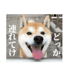 わさやん（柴犬）vol.2（個別スタンプ：1）