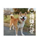 わさやん（柴犬）vol.2（個別スタンプ：3）